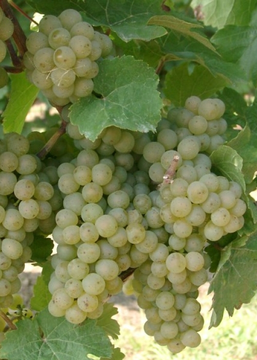Ehrenfelser Beeren 4